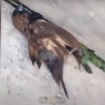 Burung Pipit Mati Massal di Sukabumi, Fenomena Alam atau Keracunan?