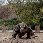 Sandiaga Klaim Nego dengan Masyarakat Soal Taman Nasional Komodo Terus Berjalan